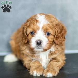 Holly, Cavapoo Puppy